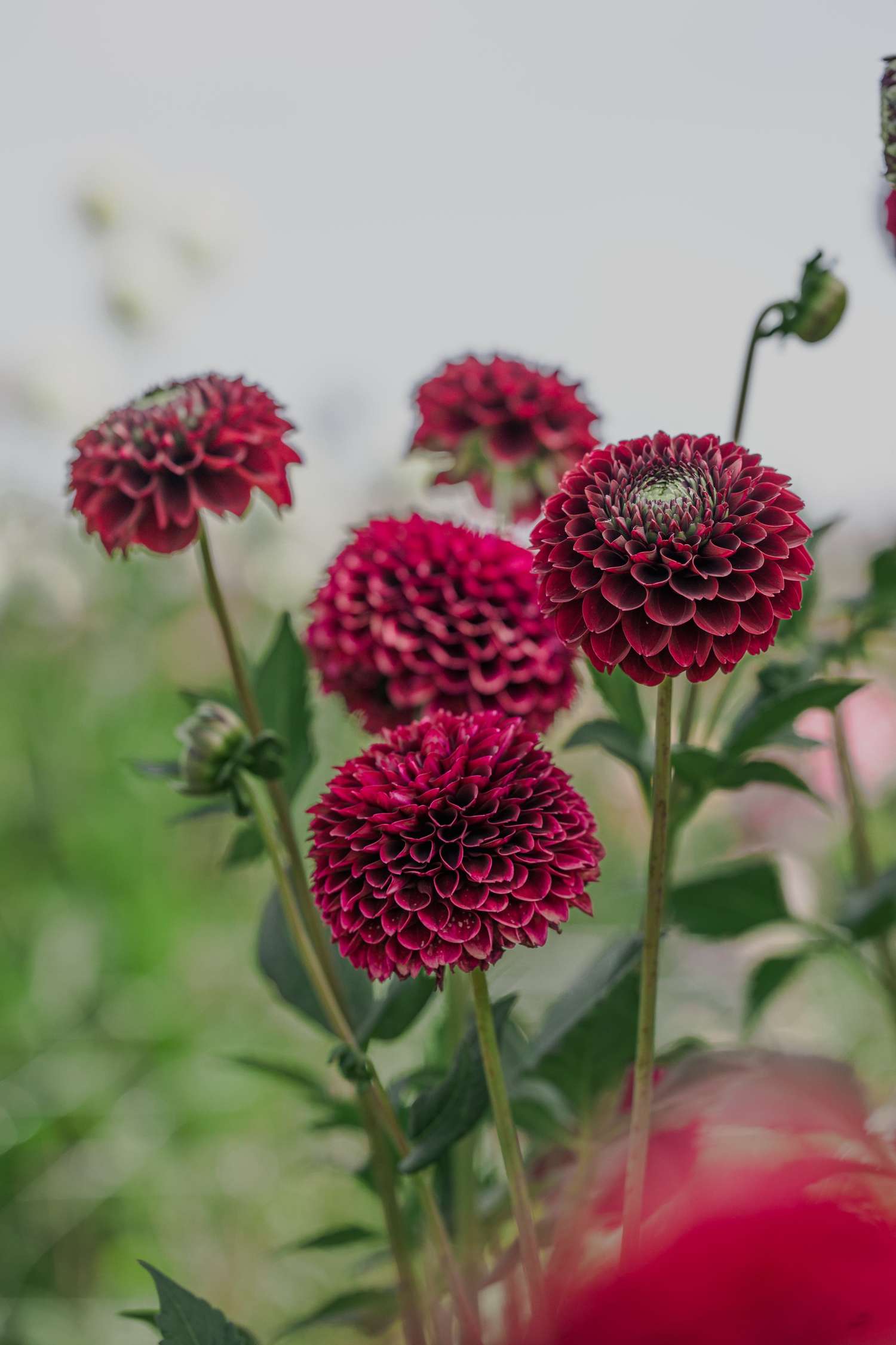 Dahlie 'Black Pierre'